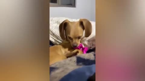 Funniest Cats And Dogs Videos