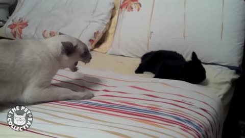 Cats destroy everything