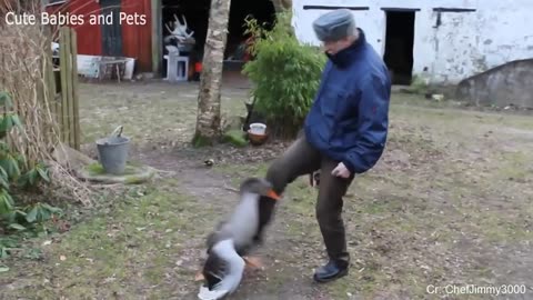 Funny Different Animals Chasing and Scaring People