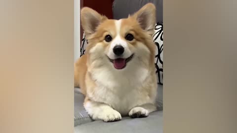 Corgi is always very cute