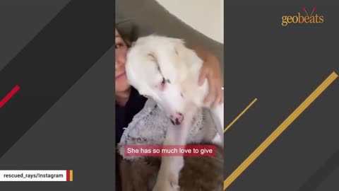 Man gives up this deaf dog. It was the best thing that happened to her..mp4