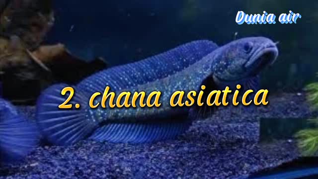 5 jenis ikan channa paling dicari penghobi