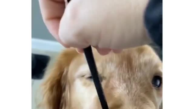 that's definitely Yoshi in a dog costume