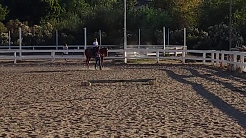 Learning the quarter horse