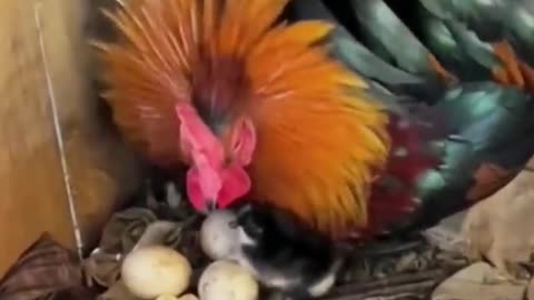 Rooster , cock hatched🐣 eggs😆😆😆,