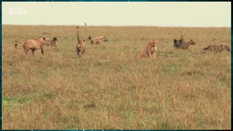 Lions vs Hyenas Animal battle