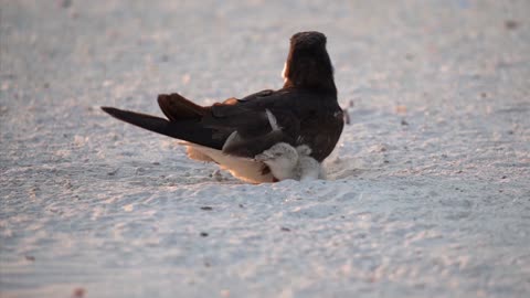 A Sleepy Young Black Skimmer