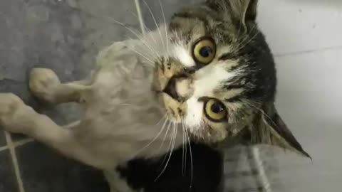 A quiet cat in the bath