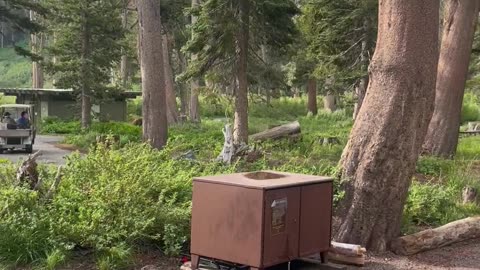 Bear roaming around camp site