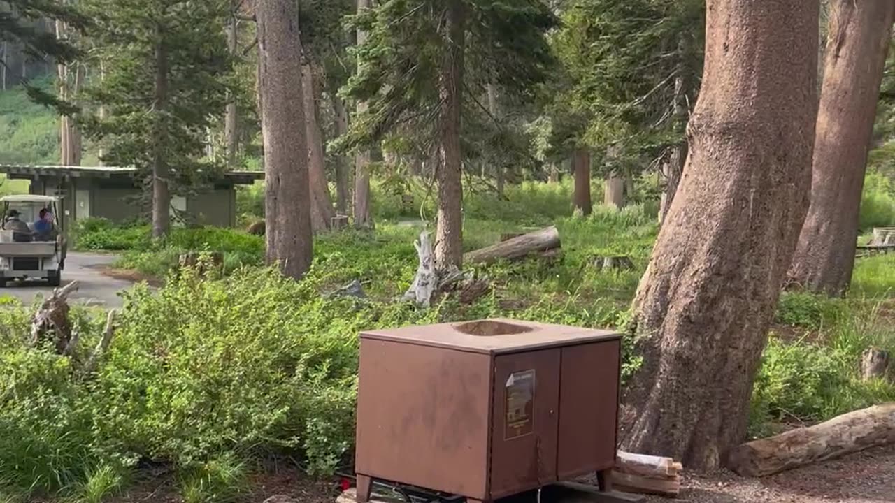 Bear roaming around camp site