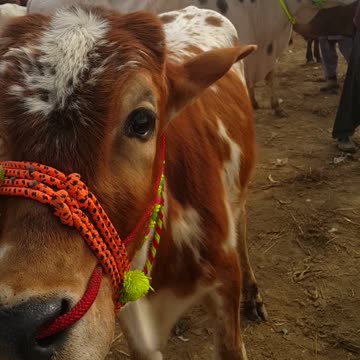 خوبصورت بیل اقبالنگر منڈی میں