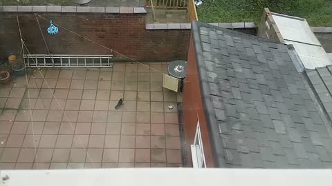 Funny ! Territorial Cat Vs Bird