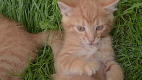 Kitten Playing