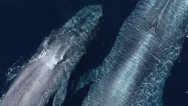 Wow 😯 Big sea Whale and his little son 😍Just incredible