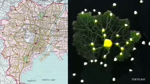 Fungus Smarter than humans?