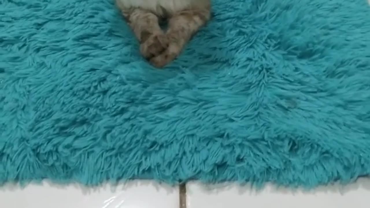 Funny cat enjoying the moment