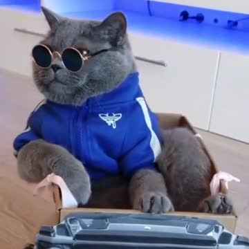 The cat is having a lot of fun riding the car