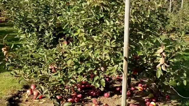 Train Ride to Apple Farm in London Ontario