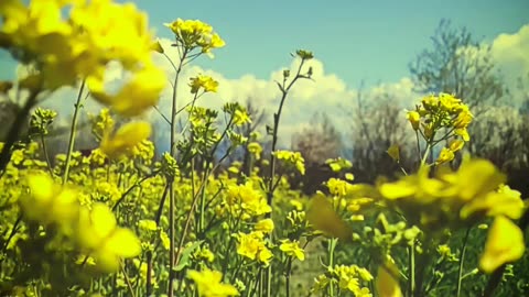 Shade of Spring. #kashmir #spring #kahanisuno .