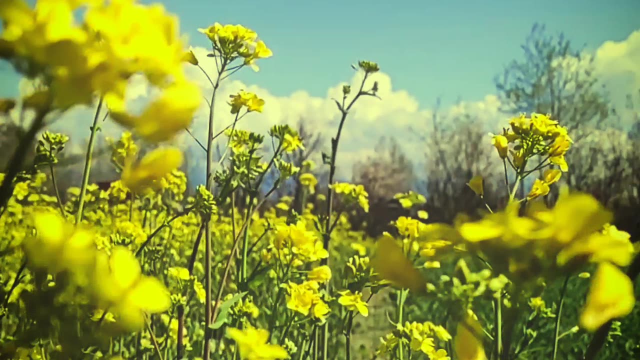 Shade of Spring. #kashmir #spring #kahanisuno .