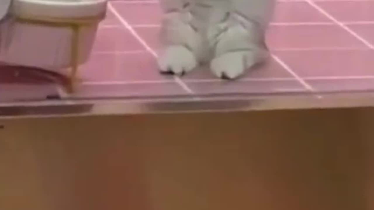 So cute cats๐๐