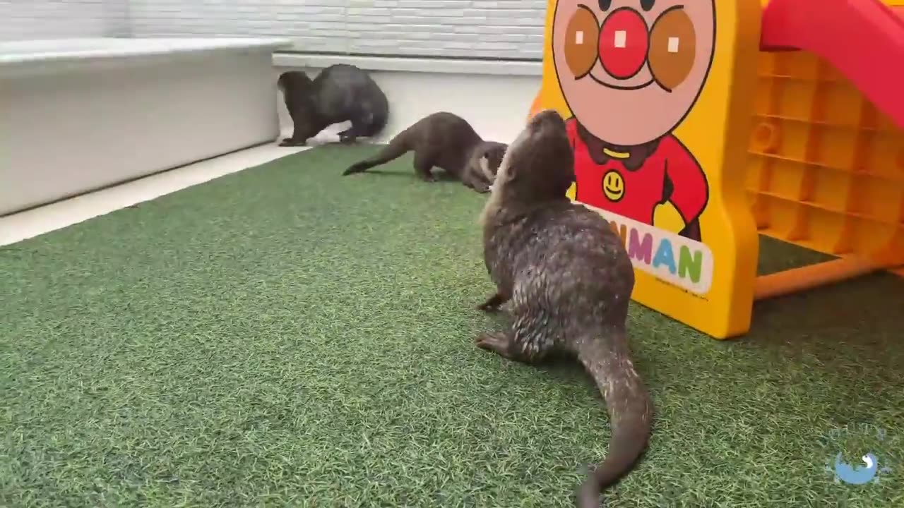 Otter's Reaction to seeing live fish for first time