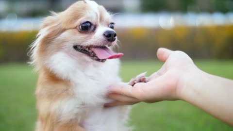 playful pet little chihuahua