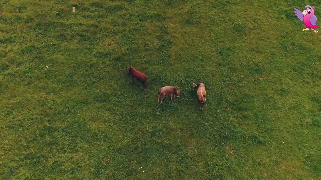 Cow mooing and Grazing in a field