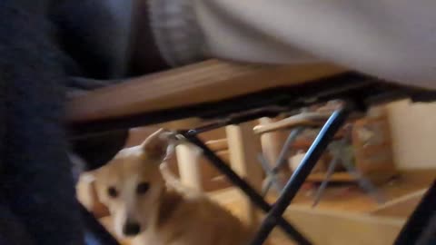 2023-04-22 (7) - Triskel commande sur Hello Fresh qui le sponsorise - Twitch Triskelina (clip)