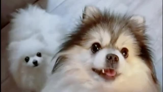 The dog circled around the bed