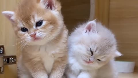 Cute cat are in sad mode 😢😥