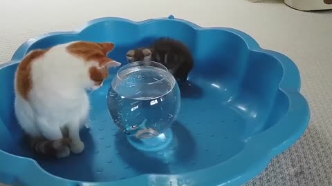 Kitten Reacts To Robo Fish