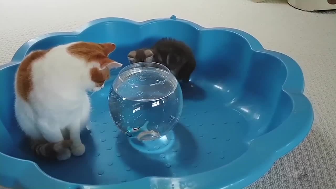 Kitten Reacts To Robo Fish