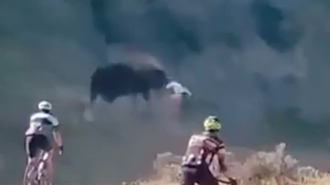 Cyclist vs Bull