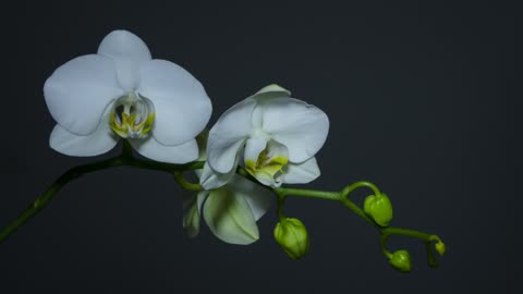 white flower blossoming slowly