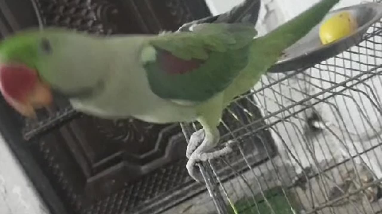 Parrot 🦜🐦 talking about