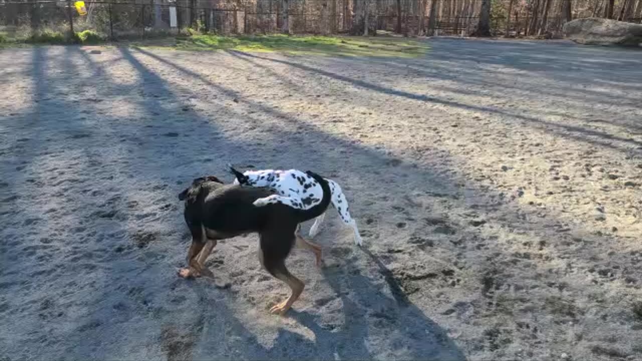 Unleashing Luna's Energy White and Black Dog Playtime Galore