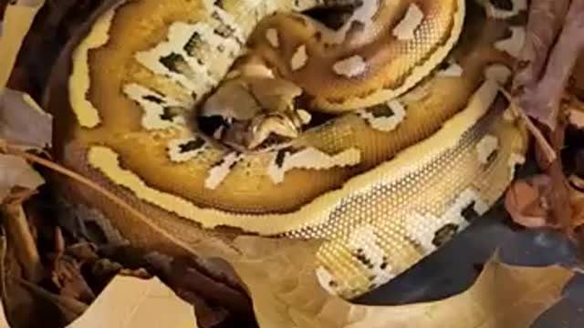 Snake Short video - albino blood python