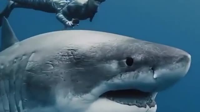 I am playing with Shark