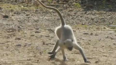 Monkey cute tightrope walker 2023 Full HD