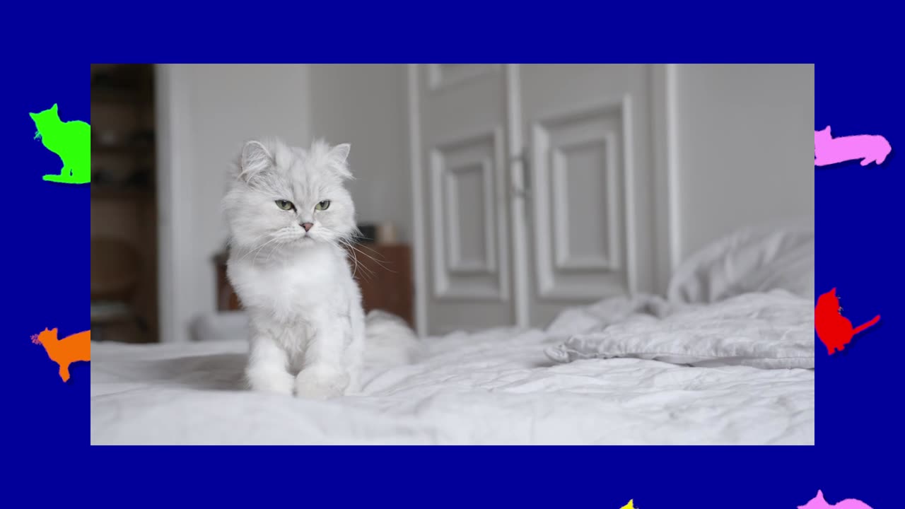 ONE MINUTE OF CATS 088
