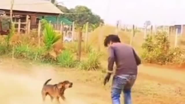 Foi brincar com o cachorro e se deu mal!