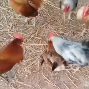 Funny vidéo animaux
