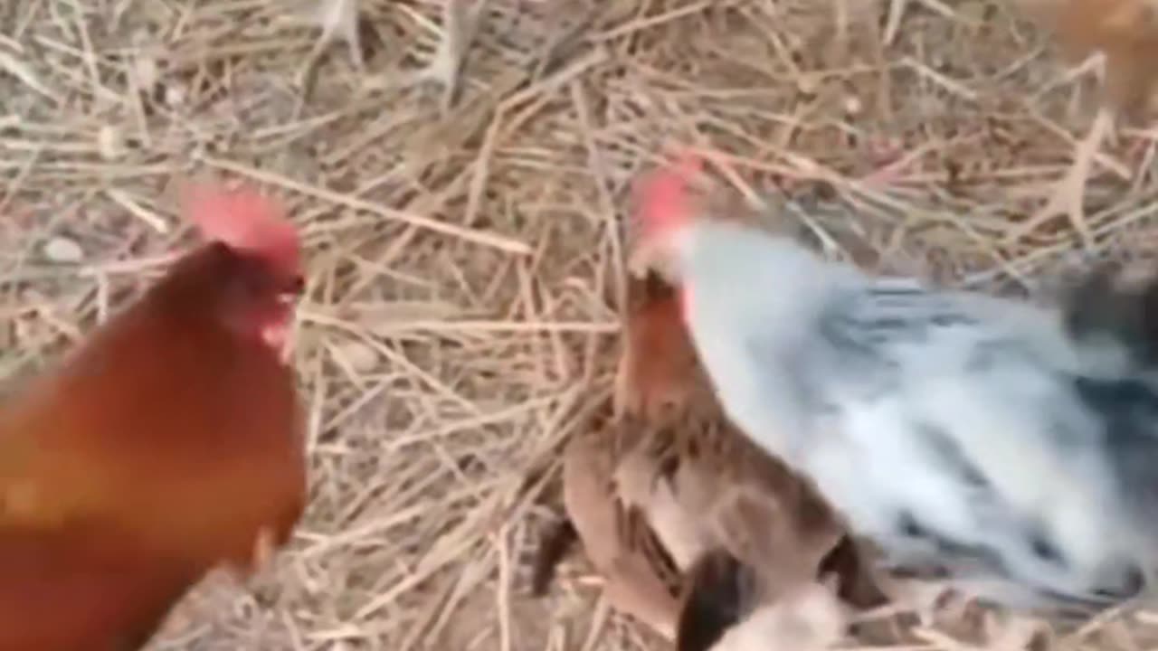 Funny vidéo animaux