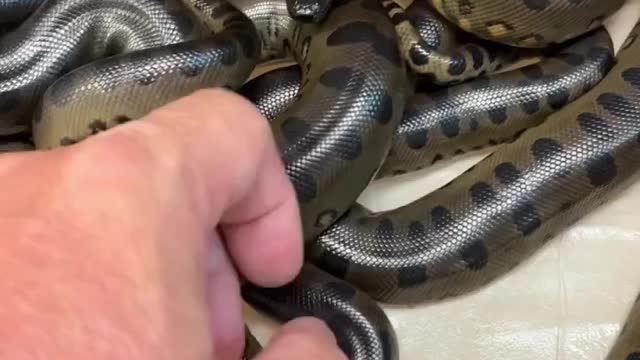 ferocious baby snakes