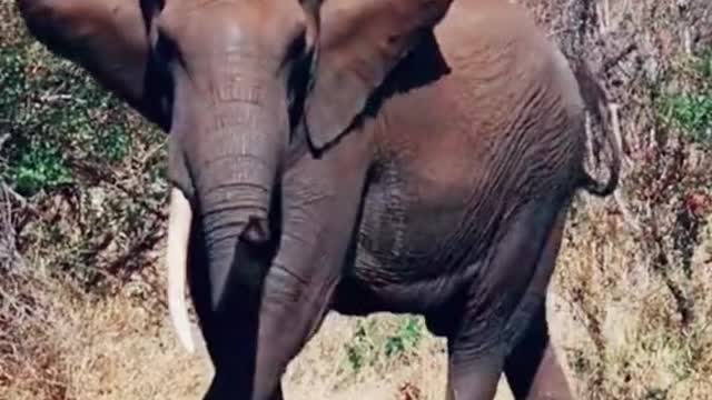 Elephants are hunted.