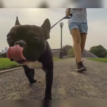 French bulldog goes for a walk in the park with his best friend