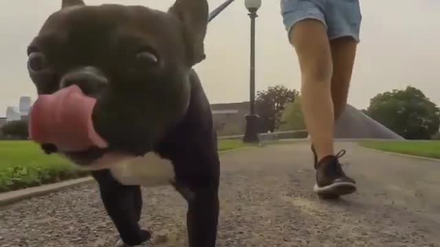 French bulldog goes for a walk in the park with his best friend