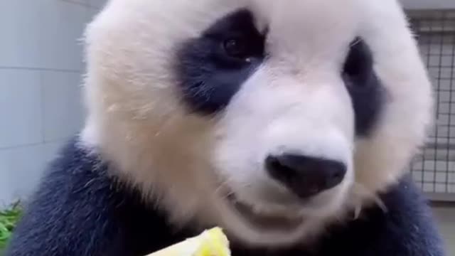 Pandas eat bamboo shoots