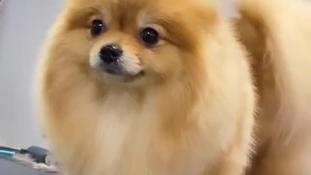 Animal Dog Video